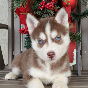 Siberian Husky Puppy Kayleen