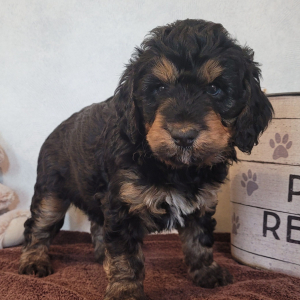 Bernedoodle Puppy Chrystal