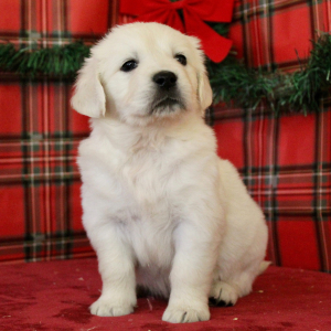 Golden Retriever Puppy Bruce