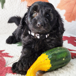 Goldendoodle Puppy Gabe