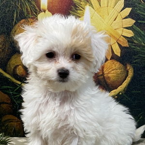 Cavapoo Puppy Starlite