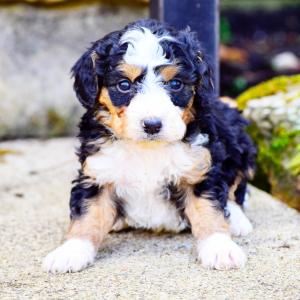 Bernedoodle Puppy Archie