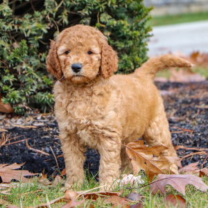 Goldendoodle Puppy Cheyenne
