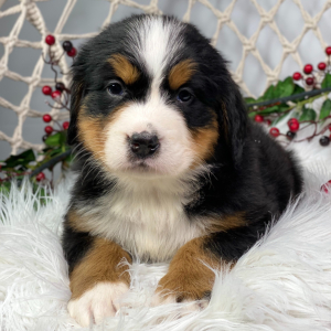 Bernese Mountain Dog Puppy Lanie