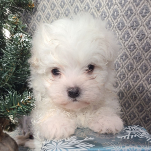 Maltese Puppy Ozzy
