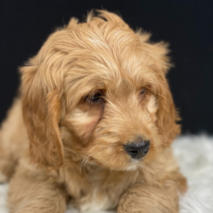 Goldendoodle Puppy Chex