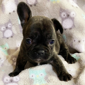 French Bulldog Puppy Jorgie