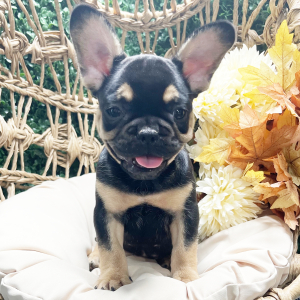 French Bulldog Puppy Charles
