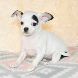 Chihuahua Puppy Angel
