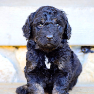 Bernedoodle Puppy Kabela