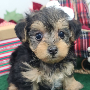Yorkiepoo Puppy Holli