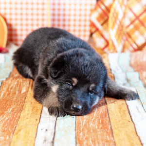 German Shepherd Dog Puppy Chevy