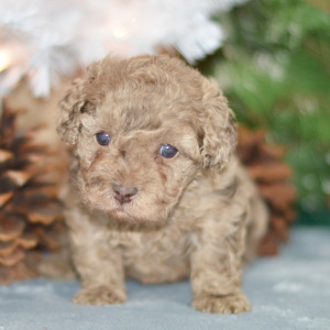 Poodle Puppy Paisley