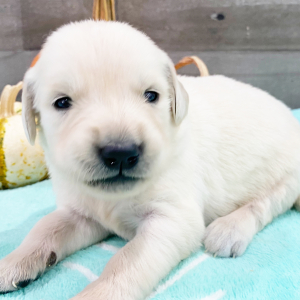 Golden Retriever Puppy Jessi