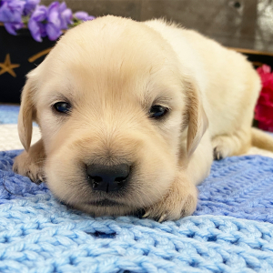 Golden Retriever Puppy Noah