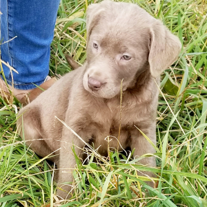 Labrador Retriever Puppy Silver Belle