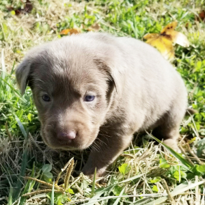 Labrador Retriever Puppy Luna