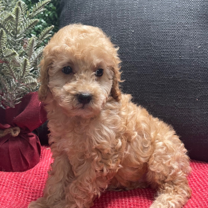 Cockapoo Puppy Beetle