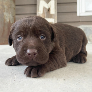 Labrador Retriever Puppy Mabel