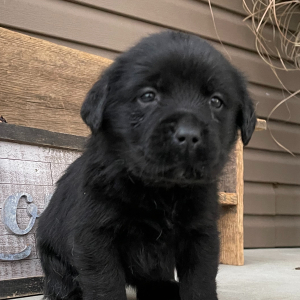 Labrador Retriever Puppy Nixie