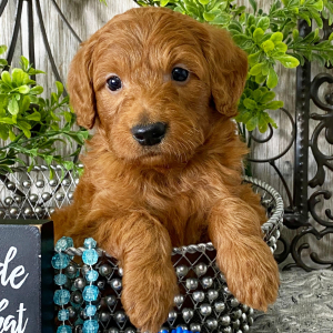 Goldendoodle Puppy Ryder