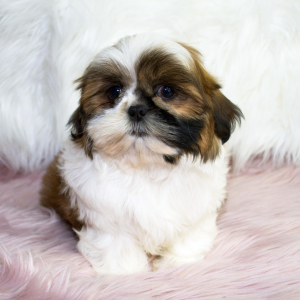 Shih Tzu Puppy Snickers