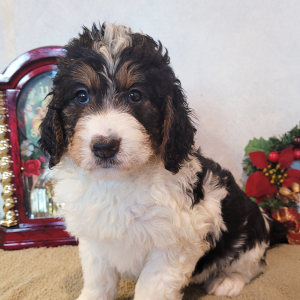 Bernedoodle Puppy Bonnie