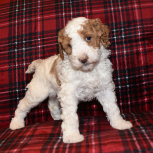 Poodle Puppy Precious