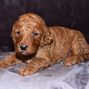 Goldendoodle Puppy Bandit