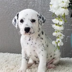 Dalmatian Puppy Sadie
