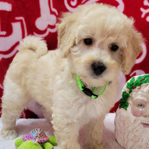 Goldendoodle Puppy Spicy
