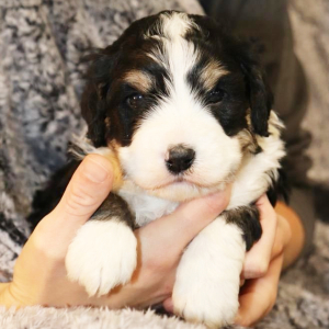 Bernedoodle Puppy Owen