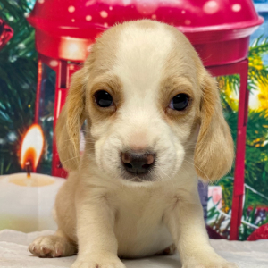 Beagle Puppy Angel