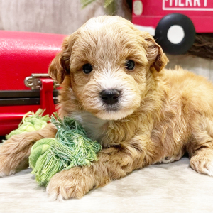 Goldendoodle Puppy Otis