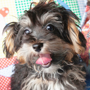 Yorkiepoo Puppy Cory
