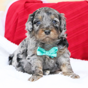 Bernedoodle Puppy Pluto