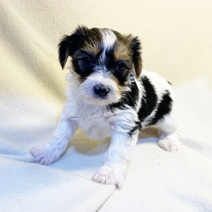 Yorkshire Terrier Puppy Reilly
