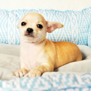 Chihuahua Puppy Joy