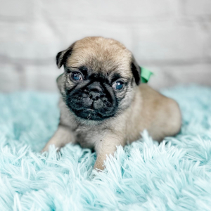 Pug Puppy Carolina