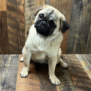 Pug Puppy Carolina