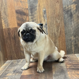 Pug Puppy Carolina