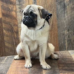 Pug Puppy Carolina