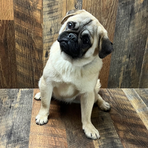 Pug Puppy Carolina