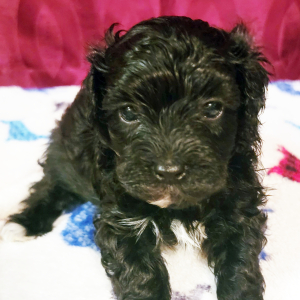 Havapoo Puppy Jeffrey