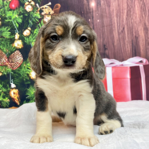 Beagle Puppy Sadie Mae