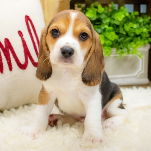 Beagle Puppy Dagen