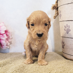 Goldendoodle Puppy Little Tanner