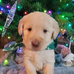 Labradoodle Puppy Merry