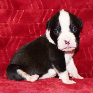Boxer Puppy Mischief