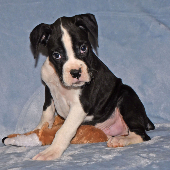Mischief, a Sealed Flashy Brindle Male Boxer Puppy 693964 PuppySpot